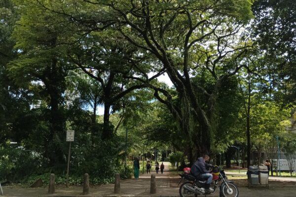 Áreas verdes urbanas promovem bem-estar coletivo e reconexão com o sagrado